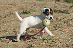 hundefotos parson_russell_terrier