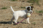 hundefotos parson_russell_terrier