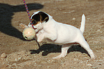 hundefotos parson_russell_terrier