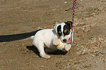 hundefotos parson_russell_terrier