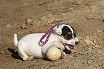 hundefotos parson_russell_terrier