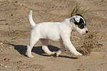 hundefotos parson_russell_terrier