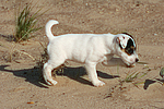 hundefotos parson_russell_terrier