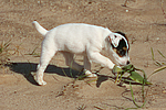 hundefotos parson_russell_terrier