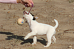 hundefotos parson_russell_terrier