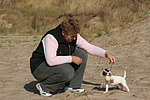 hundefotos parson_russell_terrier