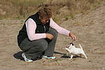 hundefotos parson_russell_terrier