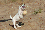 hundefotos parson_russell_terrier