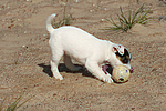 hundefotos parson_russell_terrier
