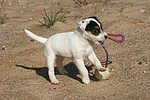 hundefotos parson_russell_terrier