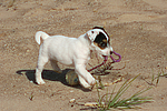 hundefotos parson_russell_terrier