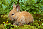 kleintierfotos kaninchen_-_zwergkaninchen