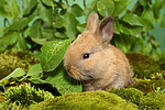 kleintierfotos kaninchen_-_zwergkaninchen