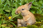 kleintierfotos kaninchen_-_zwergkaninchen