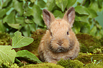 kleintierfotos kaninchen_-_zwergkaninchen