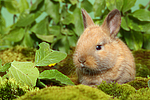 kleintierfotos kaninchen_-_zwergkaninchen