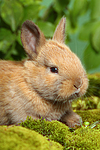kleintierfotos kaninchen_-_zwergkaninchen