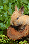 kleintierfotos kaninchen_-_zwergkaninchen