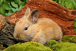 kleintierfotos kaninchen_-_zwergkaninchen