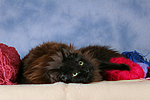 katzenfotos maine_coon