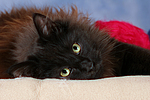 katzenfotos maine_coon