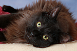 katzenfotos maine_coon