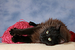 katzenfotos maine_coon