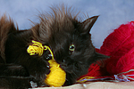 katzenfotos maine_coon