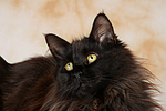 katzenfotos maine_coon