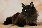 katzenfotos maine_coon