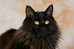 katzenfotos maine_coon
