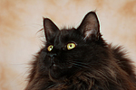 katzenfotos maine_coon