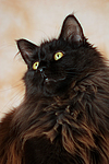 katzenfotos maine_coon