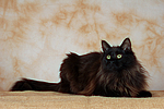 katzenfotos maine_coon