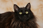 katzenfotos maine_coon