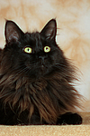 katzenfotos maine_coon