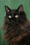 katzenfotos maine_coon