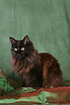 katzenfotos maine_coon