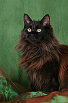 katzenfotos maine_coon