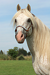 pferdefotos ponys