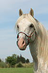 pferdefotos ponys