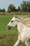 pferdefotos ponys