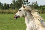 pferdefotos ponys