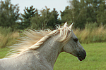 pferdefotos ponys
