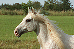 pferdefotos ponys