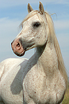 pferdefotos ponys