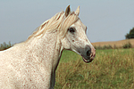 pferdefotos ponys