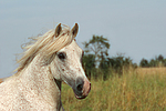 pferdefotos ponys