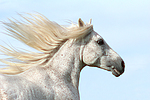 pferdefotos ponys