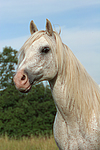 pferdefotos ponys